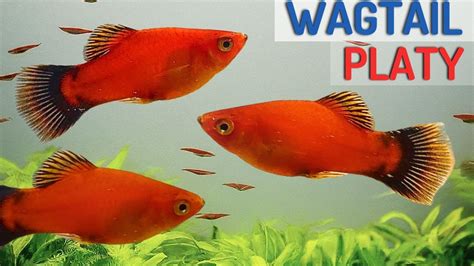 platy fish types|Platy Fish Care (Xiphophorus maculatus) .